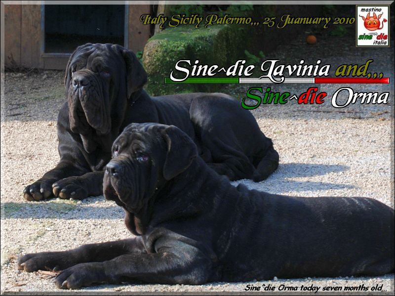 Sine^die Orma and Lavinia 25 Jaunuary 2010