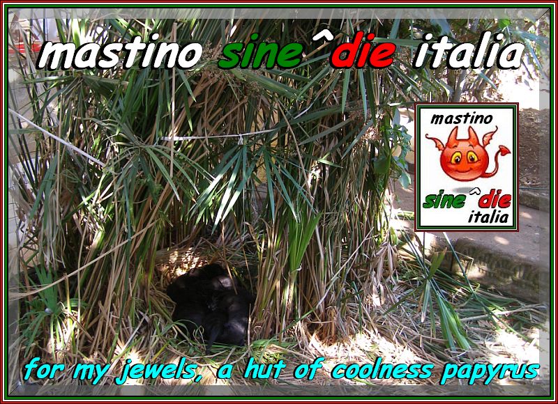 cuccioli Althea x Siciliano,,, 18 Augstu 2007,,, oxo