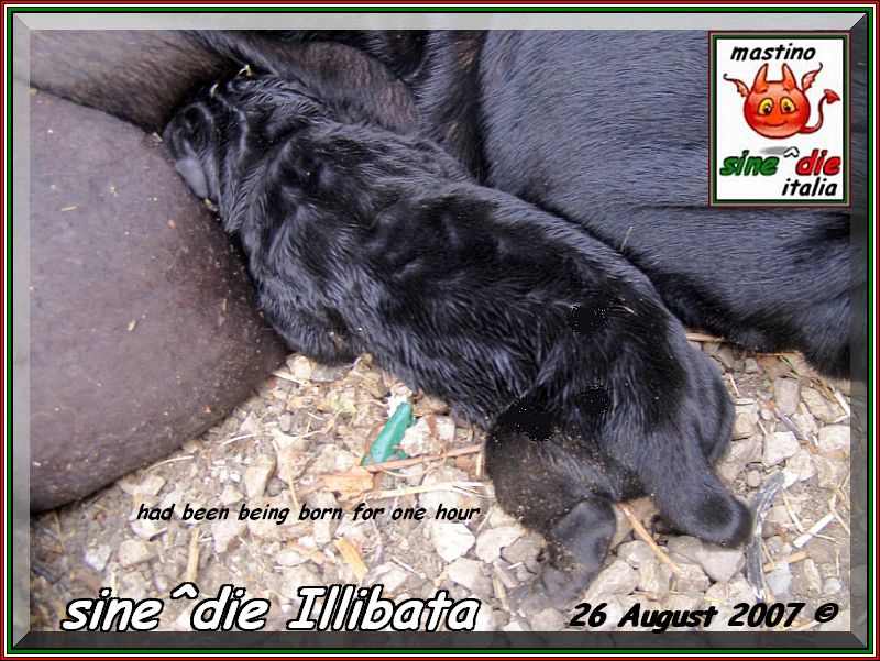 cuccioli di Sine^die Segesta x Siciliano,,,26 agosto 2007,