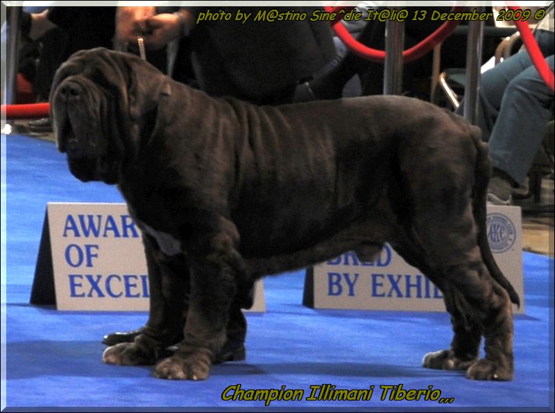 Expo Eukanuba California Ch. Illimani Tiberio,