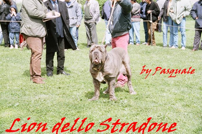 lion dello stradone - 4