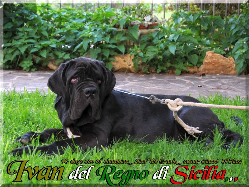 Ivan del Regno di Sicilia 90 days