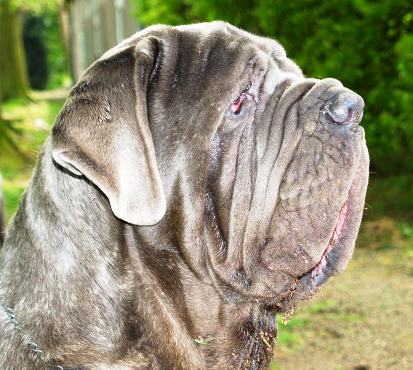 09 05 2008 dog show 023