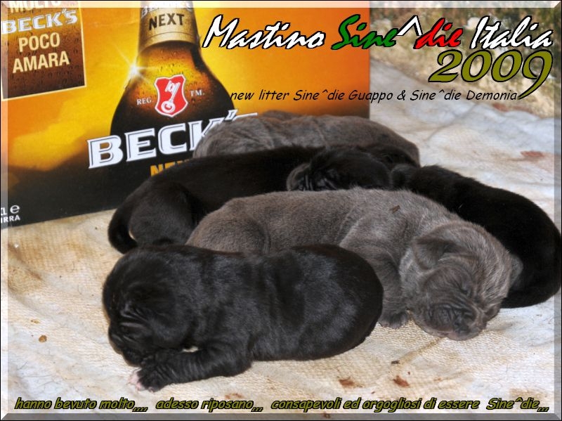 cuccioli Demonia Guappo 2009,