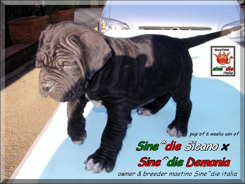 Cuccioli Sine^die Demonia x Sine^die Sicano,,, Palermo 28 March 2008,