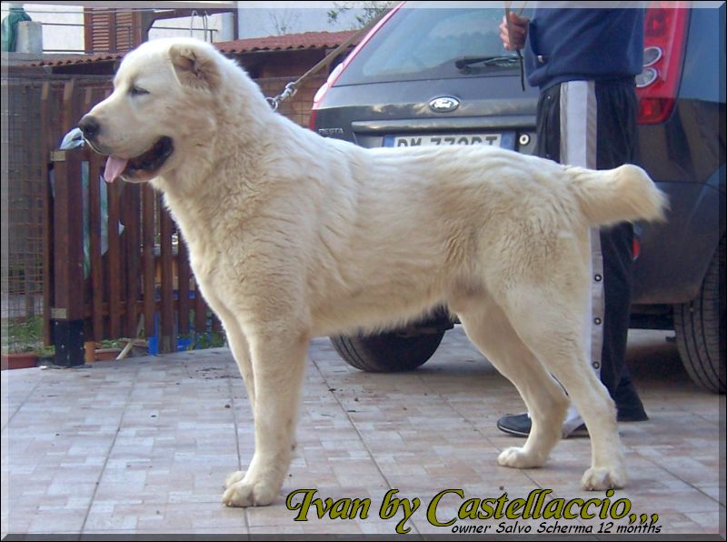 Ivan,,, Central Asia Shepherd oo1