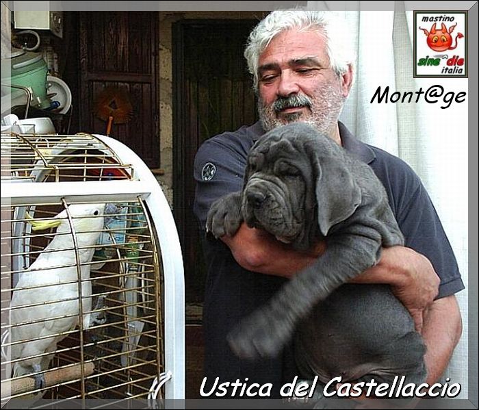 Ustica del Castellaccio,,, daughter of Sine^die Sicano x Favola del Castellaccio