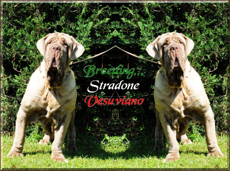 Stradone bionda