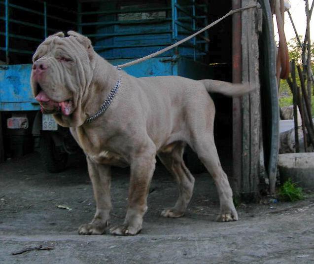Guaglione 16 months