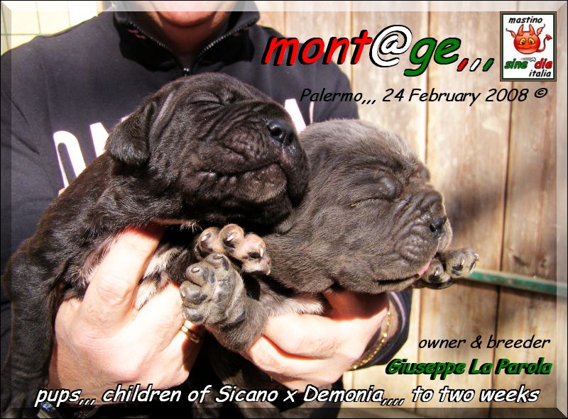 Cuccioli di Demonia & Sicano Sine^die,,, Palermo 24 Febbraio 2008,,,