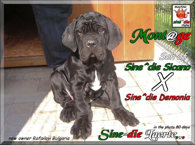Sine^die Laerte,,, son of Sine^die Sicano x Sine^die Demonia,