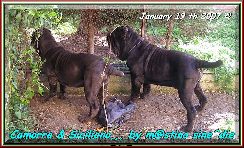 Camorra & Siciliano children of sine^die Sicano,,,