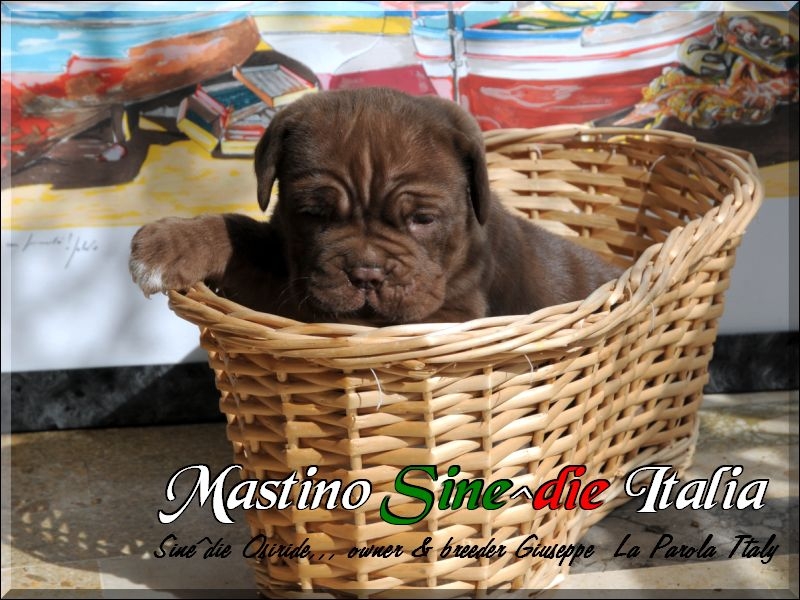 Sine^die Osiride daughter of Sine^die Cassiopea 30 days,,,,