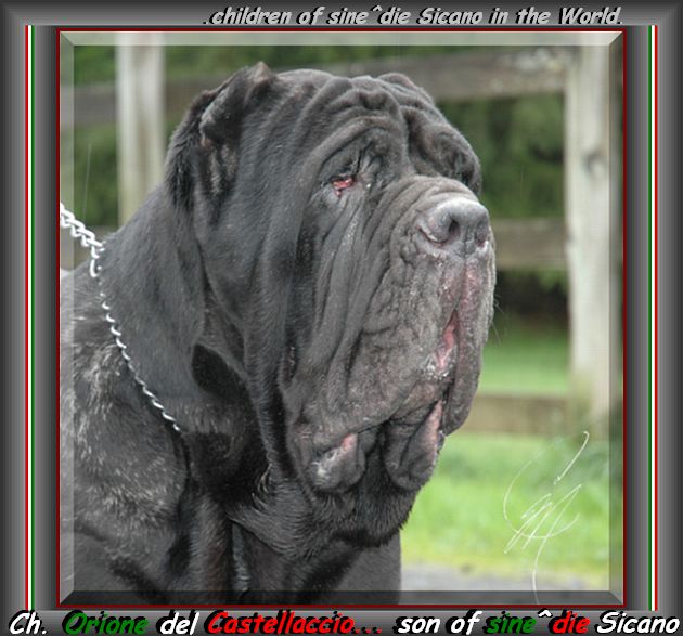 Ch. Orione del Castellaccio son of sine^die Sicano ox