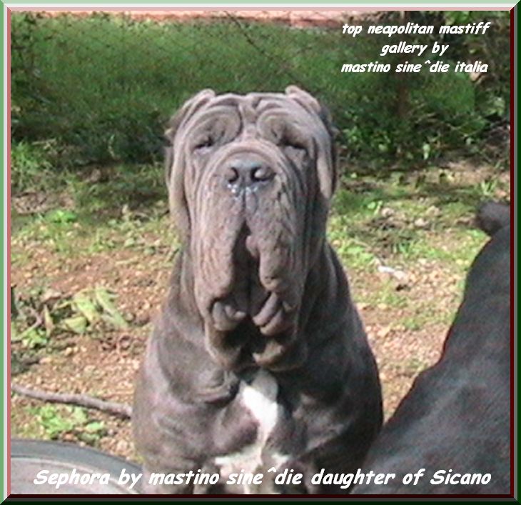 sephora daughter of sine^die sicano oxo