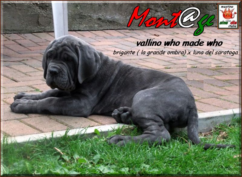 puppy vallino