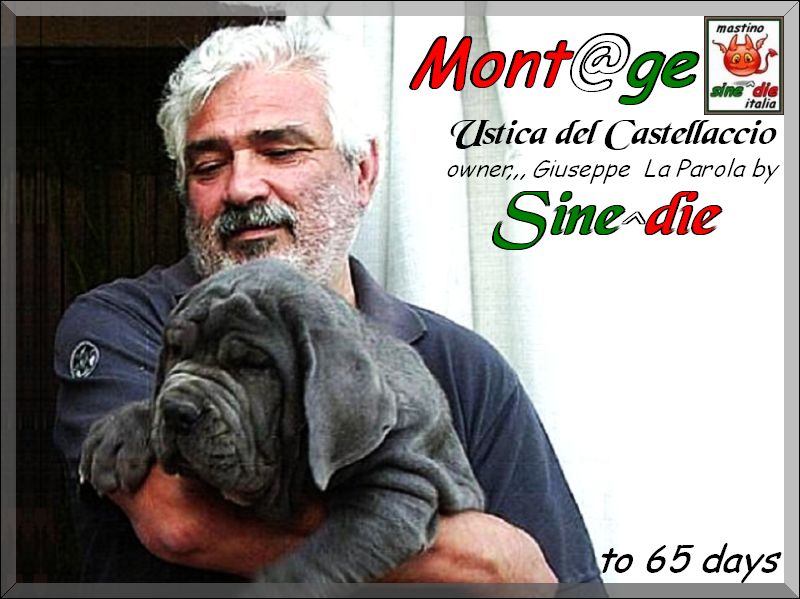 Ustica del Castellaccio,,, daughter of Sine^die Sicano x Favola del Castellaccio,