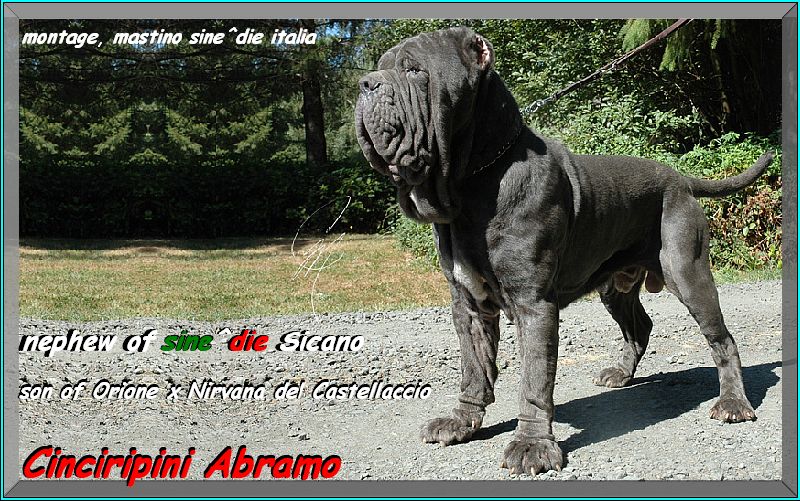 Cinciripini Abramo son of Orione x Nirvana del Castellaccio,,,