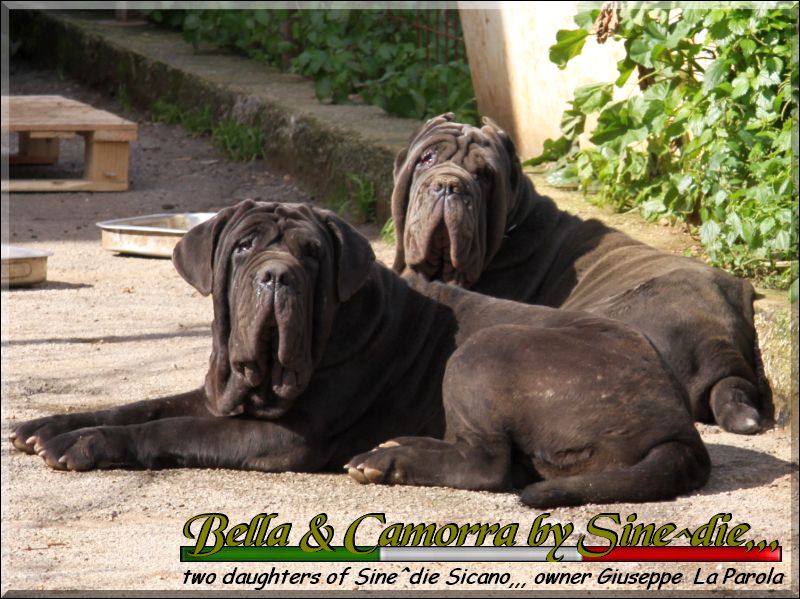 Bella and Camorra by Sine^die