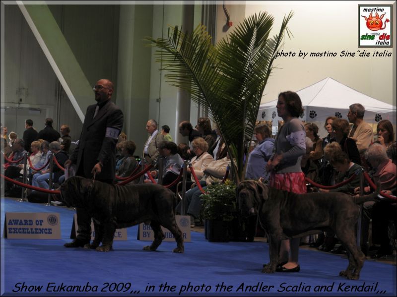 Expo Eukanuba California Ch. Illimani Tiberio..,
