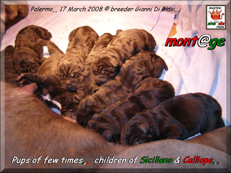 Cuccioli Di Siciliano By Sine^die x Calliope by Di Blasi,,, 17 March 2008,