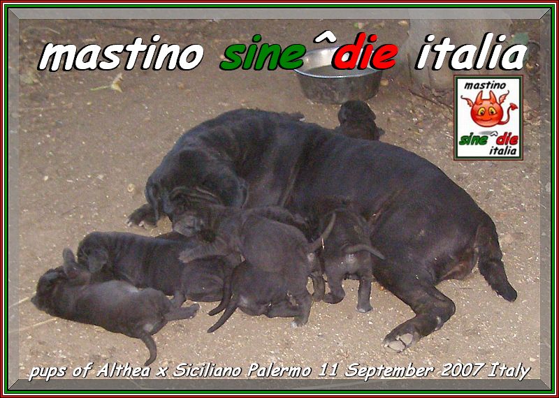 pups of Althea x Siciliano Palermo 11 September 2007 Italy