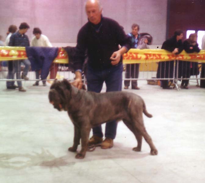 roccioDPQuerci