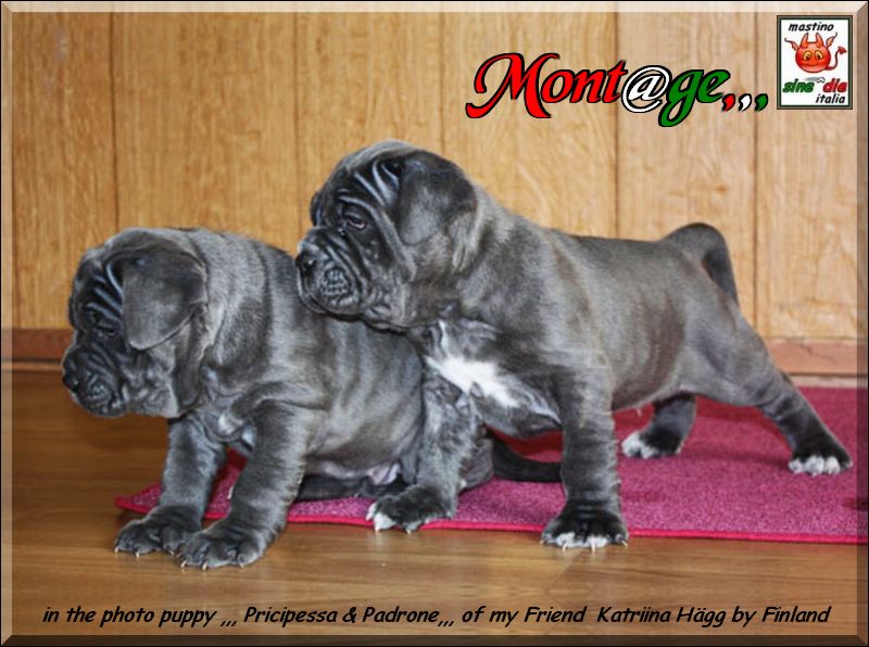 katrina puppy Finland