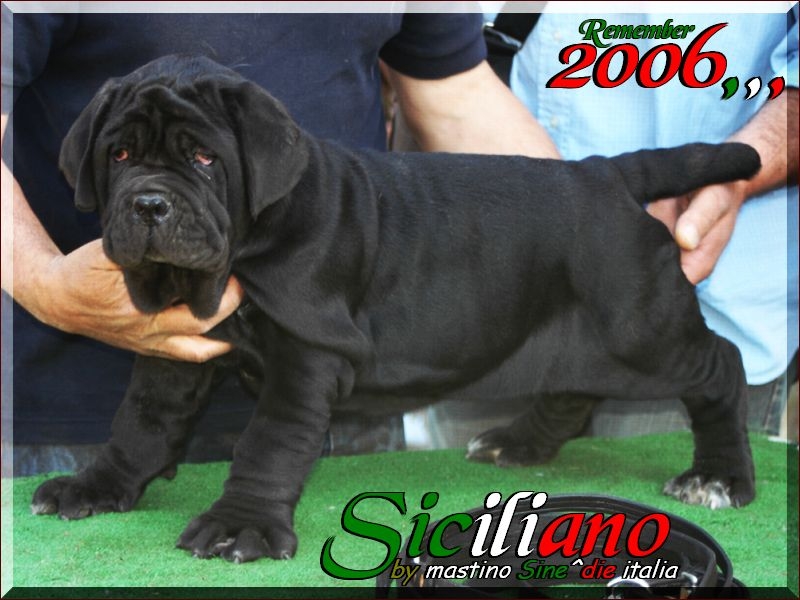 Siciliano remember 2006