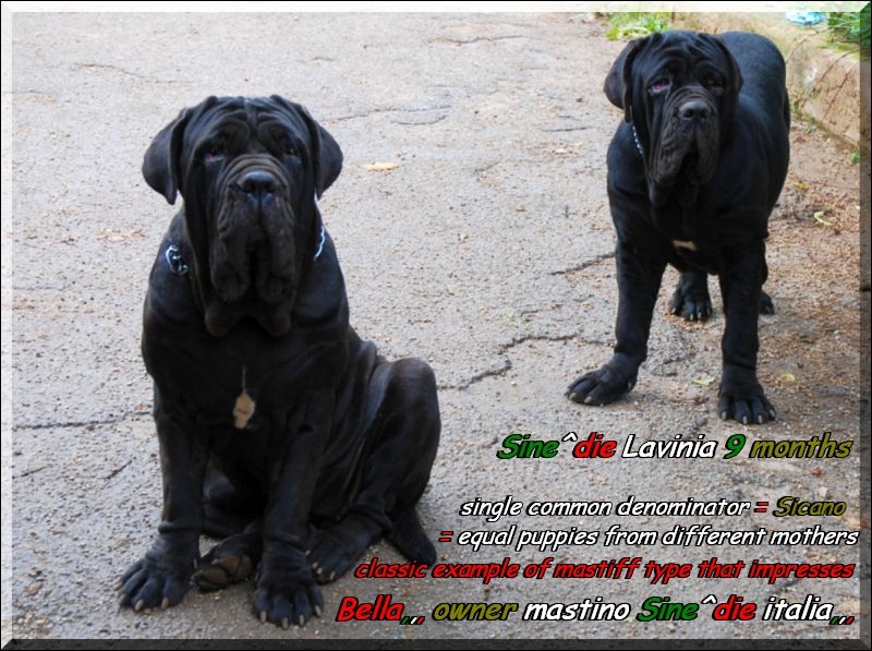 Bella 15 mesi & Sine^die Lavinia 9 mesi,,, figlie di Sine^die Sicano
