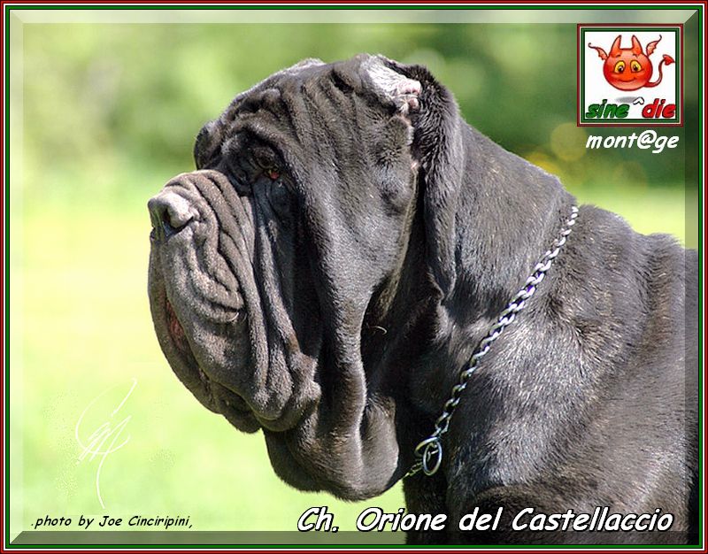 Ch. Orione del Castellaccio,,, figlio di sine^die Sicano x Ramona del Castellaccio,,,