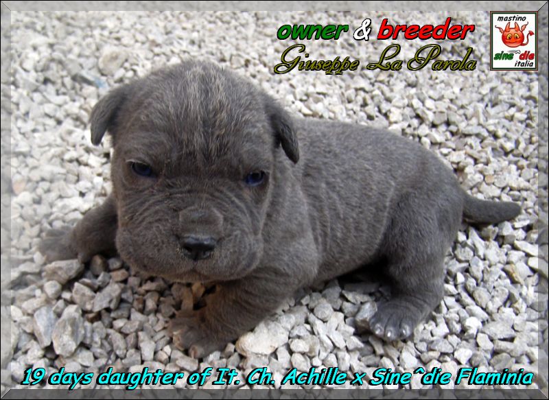 Cuccioli  Achille italian champion  by Di Blasi x Sine^ die Flamninia,,, 19 days april 2008,,