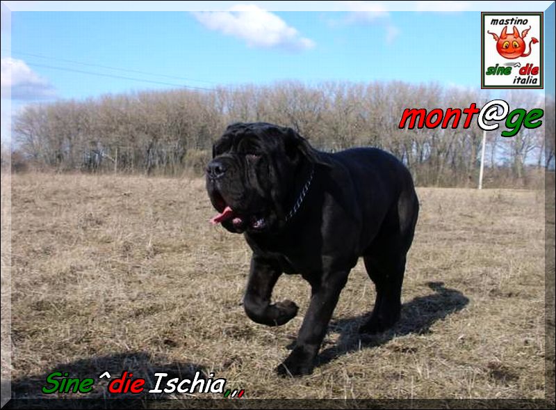 Sine^die Ischia daughter of Siciliano x Althea by Sine^die,,,