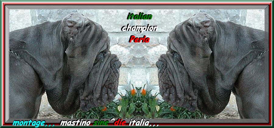 montage mastino sine^die italia,,, it. ch. perla dello stradone owner breeding castellaccio,,,