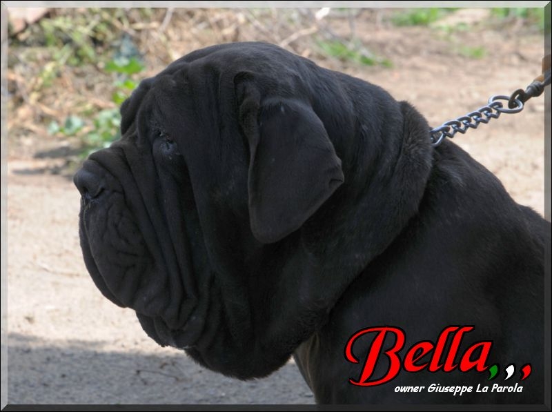 Bella owner Sine^die,,, 18 March 2009,