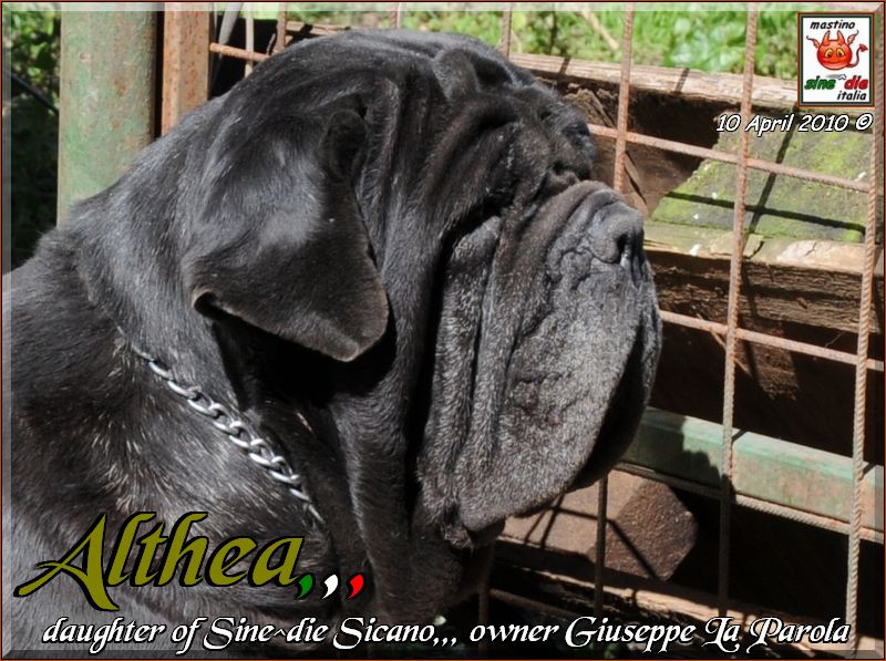 Althea figlia di Sine^die Sicano aprile 2010,