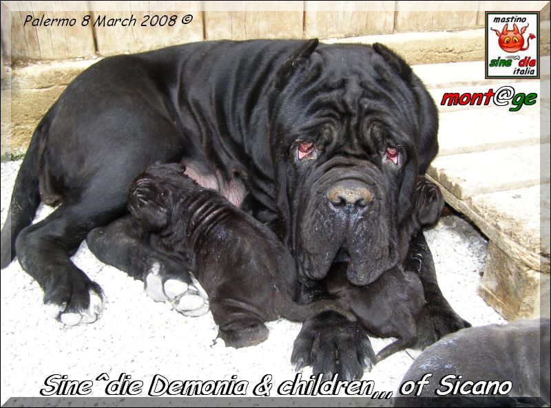 Cuccioli Sine^die Demonia x Sicano,,, Palermo 8 March 2008,