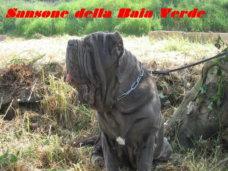 sansone della baia verde by vito salito 5