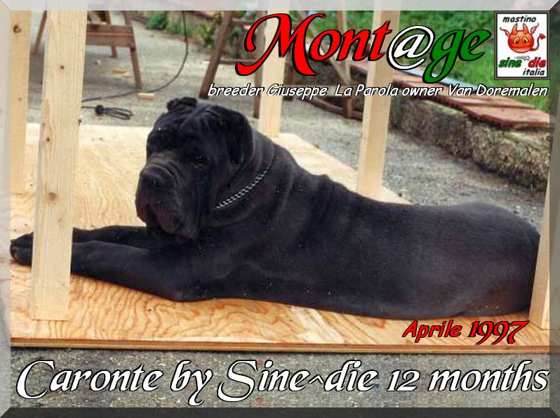 Caronte by Sine^die 1997 breeder G. La Parola owner Van Doremalen
