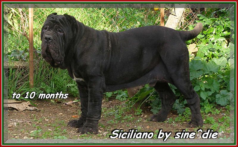Siciliano by sine^die to 10 months