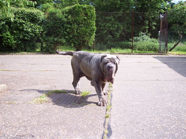 04062006.dogs 001