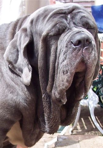04062006.dogs 076
