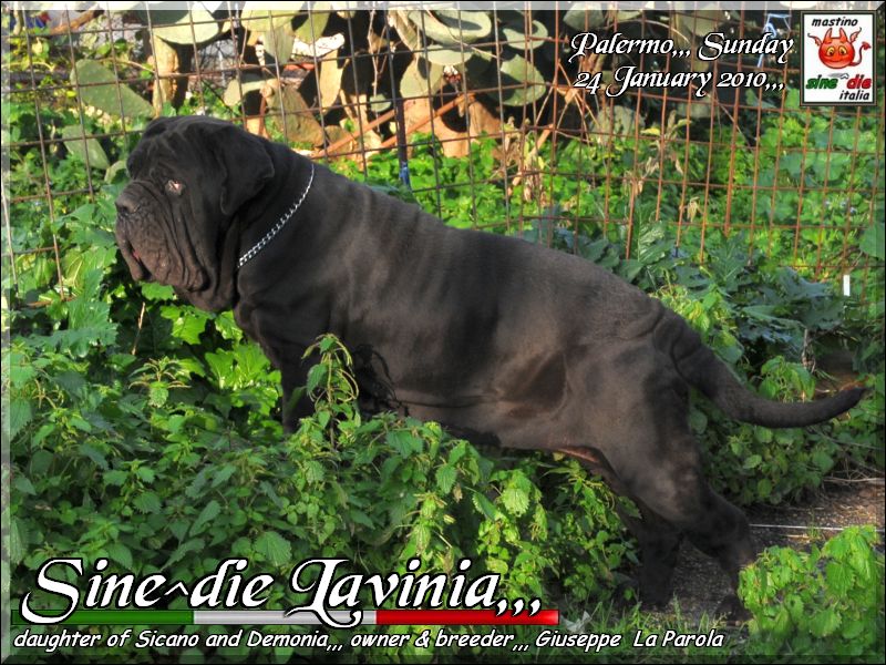 Sine^die Lavinia,,, 24 Juanuary 2010