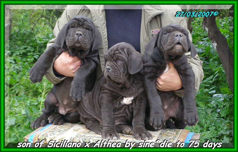 children of SICILIANO x ALTHEA by sine^die, to 75 days,,, 229