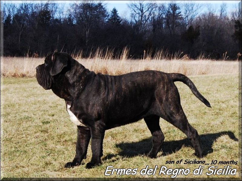 Ermes 10 months son of Siciliano