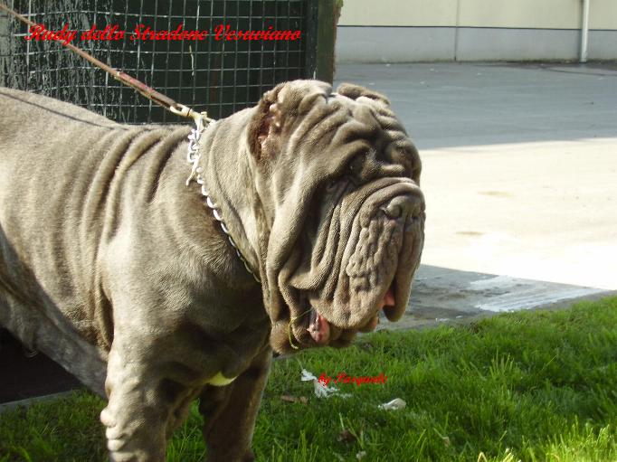 rudy dello stradone vesuviano -