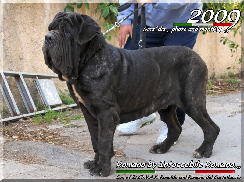 Romano by Pietro Anello 20 months,,,,