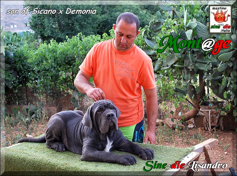 Sine^die Lisandro,,, 29 June 2008,,, son of Sine^die Sicano,,,