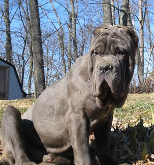 Tyson