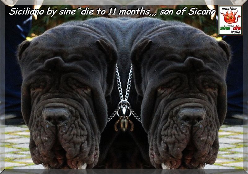 Siciliano by sine^die to 11 months,,, son of Sicano